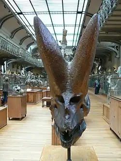 Arsinoitherium zitteli