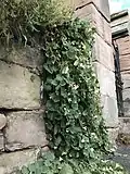 Planta que crece fuera de una grieta en la pared de la iglesia de Paxton (Scottish Borders, cerca de Berwick-upon-Tweed)