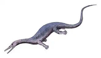 Askeptosaurus (Thalattosauria)