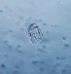 Aspidisca (Euplotida)