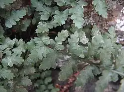 Fronda de Asplenium bradleyi. Nótese los lóbulos acroscópicos profundamente cortados en la base de las pínnulas.