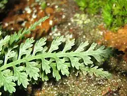 Fronda de Asplenium montanum.