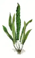 Asplenium scolopendrium, limbo entero