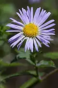 Symphyotrichum novae-angliae