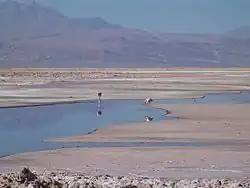 Flamencos andinos en el Salar de Atacama