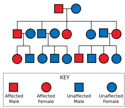 Diagram showing an father carrying the gene and an unaffected mother leading to some of their offspring being affected, those affected are also shown with some affected offspring, whilst those unaffected having no affected offspring