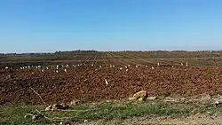 Aves en la carretera de la Isla en Dos Hermanas