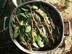 Ayahuasca y chacruna cocinando