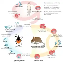 Ciclo de vida de Babesia