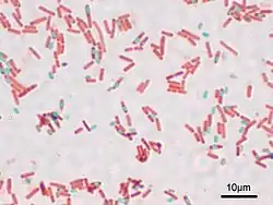 Imagen microscópica de la formación de esporas bacterianas de Bacillus subtilis (ATCC 6633) Coloración de esporas, ampliación: 1.000. (verde) esporas, (rojo) estado vegetativo.