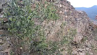 Vista de una parte del muro.