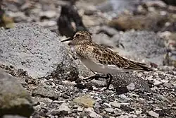 Calidris bairdii en la Reserva nacional de fauna andina Eduardo Abaroa, Bolivia.