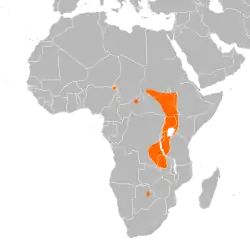 Distribución del picozapato