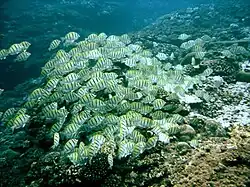 Cardumen de A. triostegus en isla Reunión