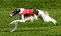 Un Borzoi en carrera