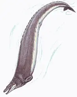 Basilosaurus (Artiodactyla)