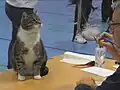 Los gatos sin pedigrí también pueden competir y ganar en exposiciones de gatos.