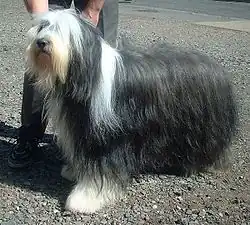 Collie barbudo