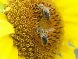 Abejas (Melitofilia)