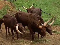 Vaca Watusi