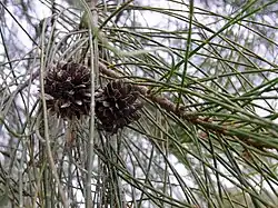 Estróbilos de Casuarina stricta.