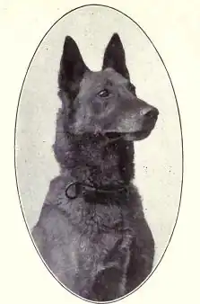 Pastor belga de 1915.