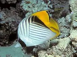 Ejemplar del mar Rojo sin ocelo.