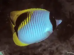 Chaetodon lineolatus