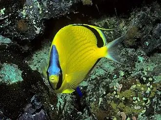Chaetodon semeion