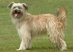 Pastor de los Pirineos de pelo largo