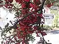 Frutos en un arbusto de Pyracantha