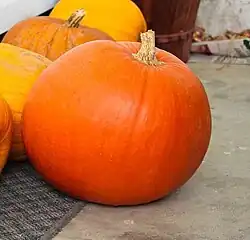 Cucurbita maxima 'Big Max' es el utilizado en lámparas de Halloween gigantes.[16]​