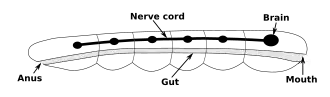 Cuerpo en forma de vara con un sistema digestivo desde la boca en un extremo hasta el ano en el otro. Junto al sistema digestivo hay un cordón nervioso con un cerebro en el extremo cercano a la boca.