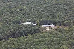 Plantación de aceite de palma en Sabah