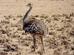 Suri, Rhea pennata en Bolivia.