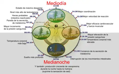 Expresión del ritmo circadiano y los ritmos biológicos en los seres humanos.
