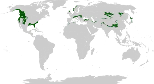 Mapa de distribución de bosques templados de coníferas.