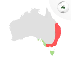 C. f. funereus C. f. xanthanotus