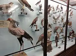 Muestra ornitológica (1 de 2)