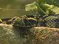 Bitis parviocula sdzoo