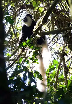 Colobo abisinio (Colobus guereza).