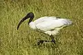 Ibis cabecinegro
