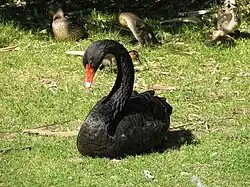 Cygnus atratus, cisne negro