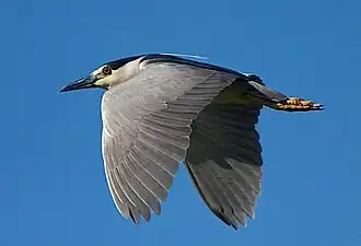 Garza nocturna corona negra en la cuenca de Guadalupe.