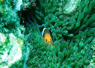 Escondido en Entacmaea quadricolor