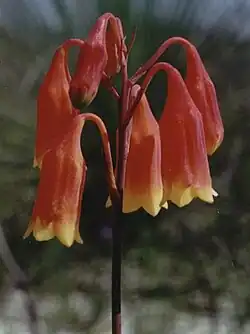Campanitas de Navidad australianas (familia Blandfordiaceae), tubo, garganta y lóbulos.