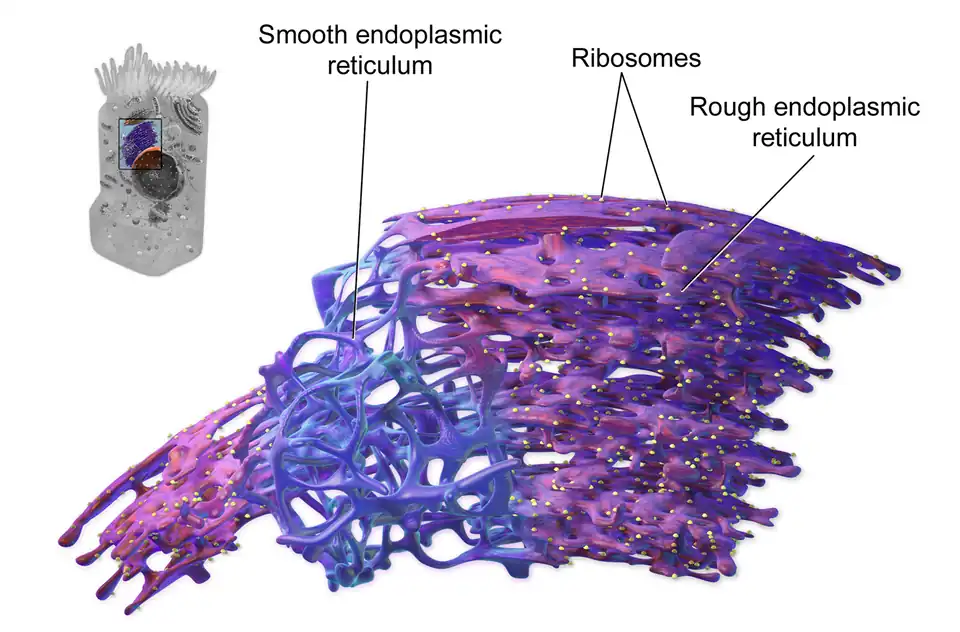 Representación 3D del retículo endoplasmático liso (smooth endoplasmic) en azul, que plantea la continuidad con el retículo endoplasmático rugoso.