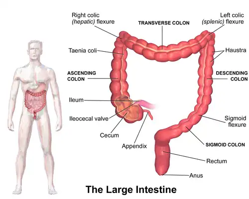 Intestino grueso.