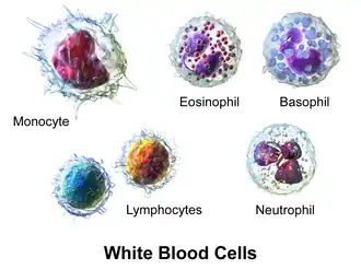 Representación 3D de varios tipos de glóbulos blancos.