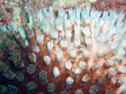 Blanqueamiento de los corales